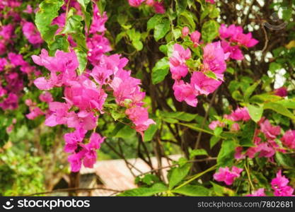 beautiful pink flowers in the morning sun