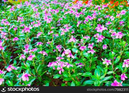 Beautiful pink flowers in the park