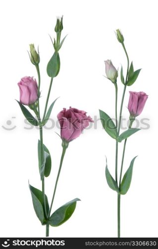 Beautiful pink flowers isolated on white.