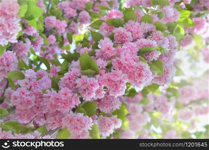 beautiful pink flowers of a japanese cherry in spring