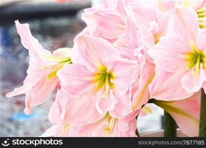 Beautiful pink flowers of Amaryllis in bouquet (macro).