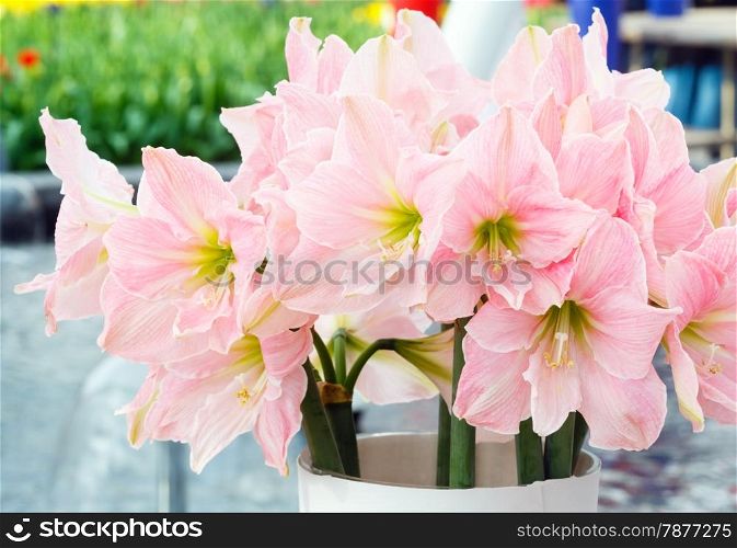 Beautiful pink flowers of Amaryllis in bouquet (macro) in spring.