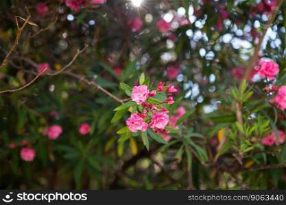 Beautiful pink flowers of begonville in Europe. Mediterranean plants in the garden. Beautiful pink flowers of begonville in Europe. Mediterranean plants in the garden.