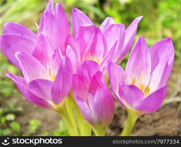 beautiful pink flowers of Colchicum autumnale blossoming in the Autumn