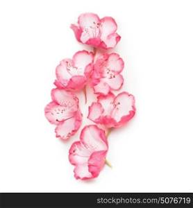 Beautiful pink flowers on white background, close up