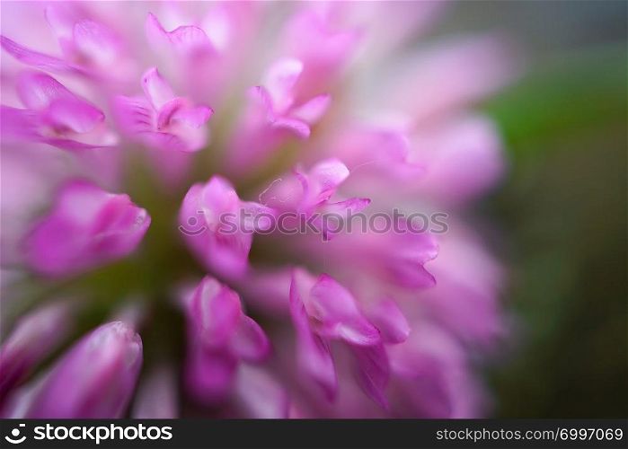 beautiful pink flowers plant in the garden
