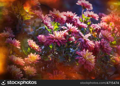 Beautiful pink frozen flower late autumn in morning