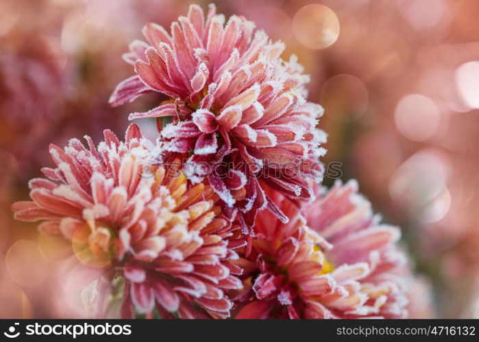 Beautiful pink frozen flower late autumn in morning