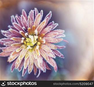 Beautiful pink frozen flower late autumn in morning