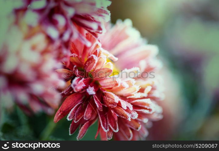 Beautiful pink frozen flower late autumn in morning