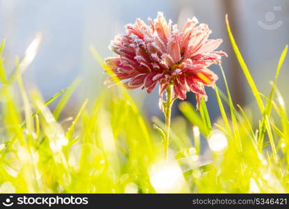 Beautiful pink frozen flower late autumn in morning