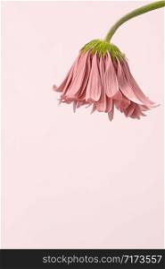 beautiful pink gerbera, already a little faded, hanging upside down, isolated on pale pink background