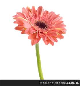 Beautiful pink Gerbera (Daisy) with drops of water. Beautiful pink Gerbera (Daisy) with drops of water isolated on white background.