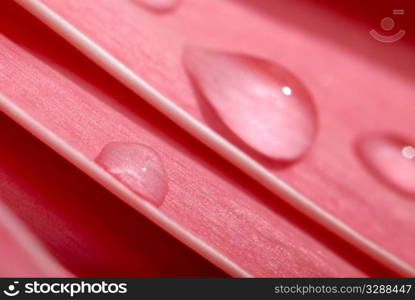 beautiful pink gerbera with drops. Macro