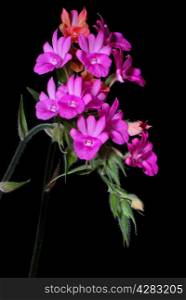 Beautiful pink ground orchid flower, Calanthe succedanea, isolated on a black background