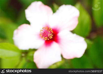 Beautiful Pink Hibiscus flower in the garden