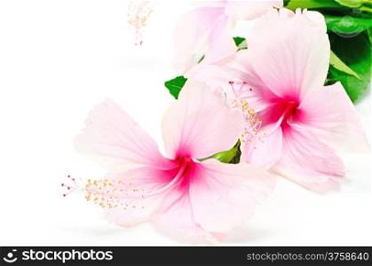Beautiful pink Hibiscus flower, isolated on a white background