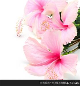 Beautiful pink Hibiscus flower isolated on a white bavkground