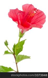 Beautiful pink hibiscus flower isolated on white background.