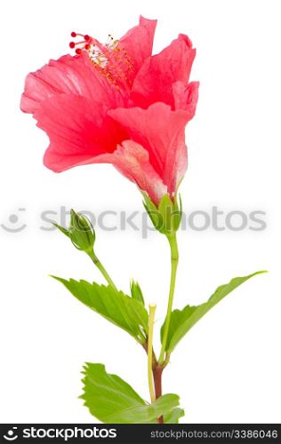 Beautiful pink hibiscus flower isolated on white background.