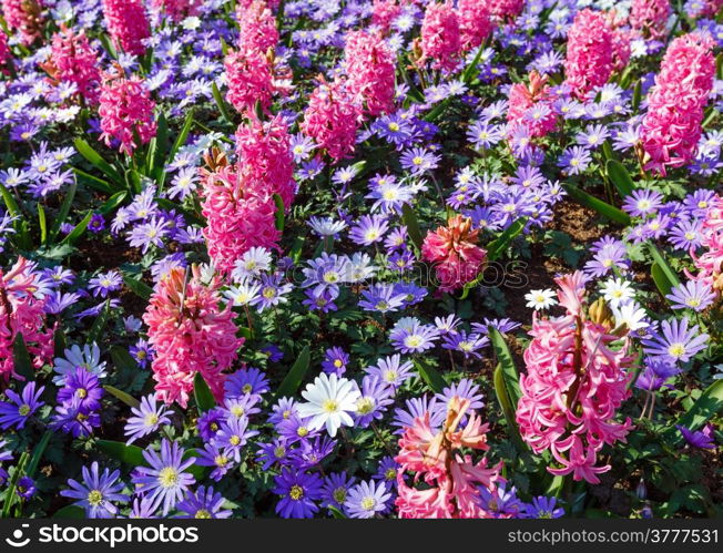 Beautiful pink hyacinths and blue flowers (closeup) in the spring time. Nature background.