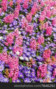 Beautiful pink hyacinths and blue flowers (closeup) in the spring time. Nature background.