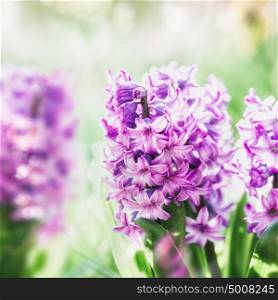 Beautiful pink Hyacinths in garden or park, close up. Outdoor floral springtime nature