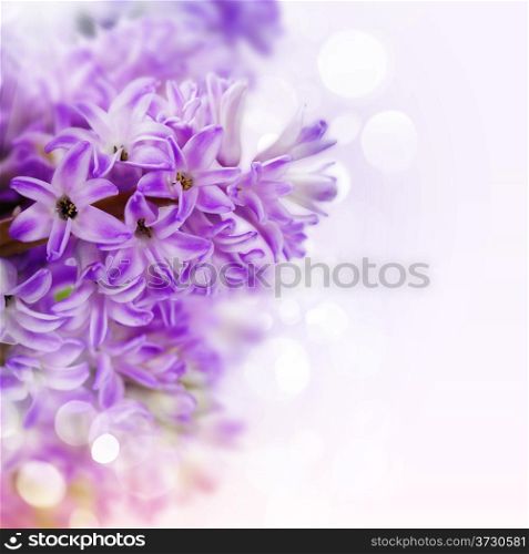 Beautiful Pink Hyacinths over white(with easy removable sample text)