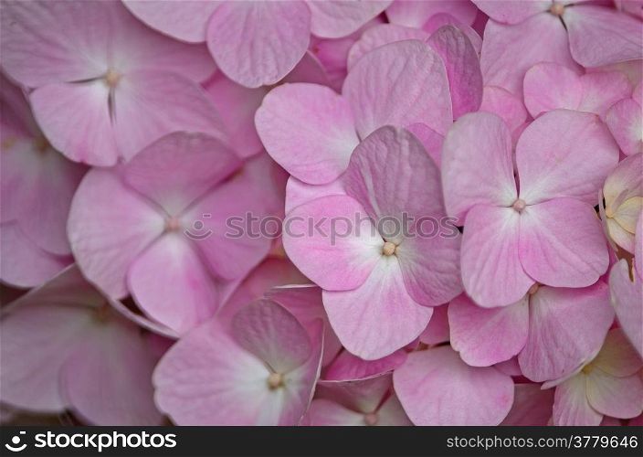 Beautiful pink Hydrangea flowers, petal background pattern