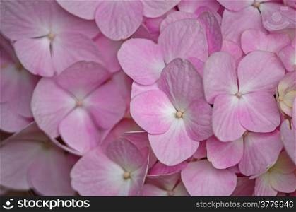 Beautiful pink Hydrangea flowers, petal background pattern