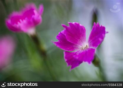 Beautiful pink kahori border plant macro