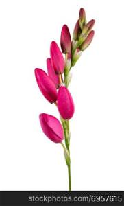 Beautiful pink lilies. Beautiful pink lilies isolated on white background