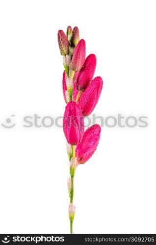 Beautiful pink lilies isolated on white background