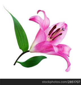 Beautiful pink lily flower isolated on a white background