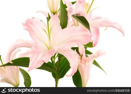 Beautiful pink lily on a white background
