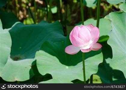 Beautiful pink lotus flower. Detail of a beautiful pink lotus flower, Nelumbo nucifera