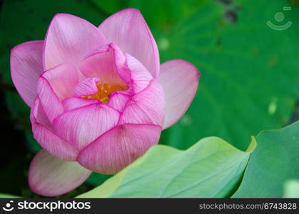 Beautiful pink lotus flower. Detail of a beautiful pink lotus flower, Nelumbo nucifera