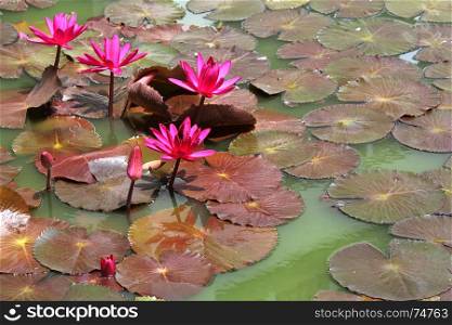 beautiful pink lotus flower in the pond
