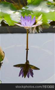Beautiful pink lotus flower, Reflected in the water.