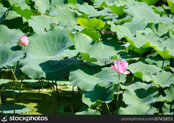 Beautiful pink lotus flowers. Beautiful pink lotus flowers, Nelumbo nucifera in a lake in Japan