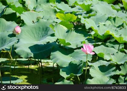 Beautiful pink lotus flowers. Beautiful pink lotus flowers, Nelumbo nucifera in a lake in Japan