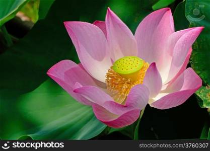 Beautiful pink lotus in the field