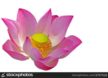 Beautiful pink lotus, isolated on a white background