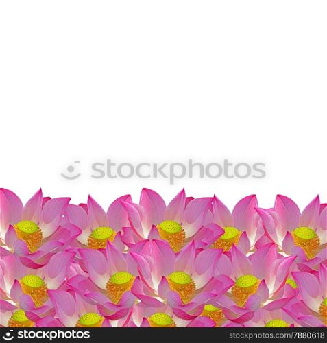 Beautiful pink lotus, nature flower abstract background