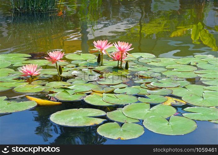 Beautiful Pink Lotus, water plant with reflection in a pond.