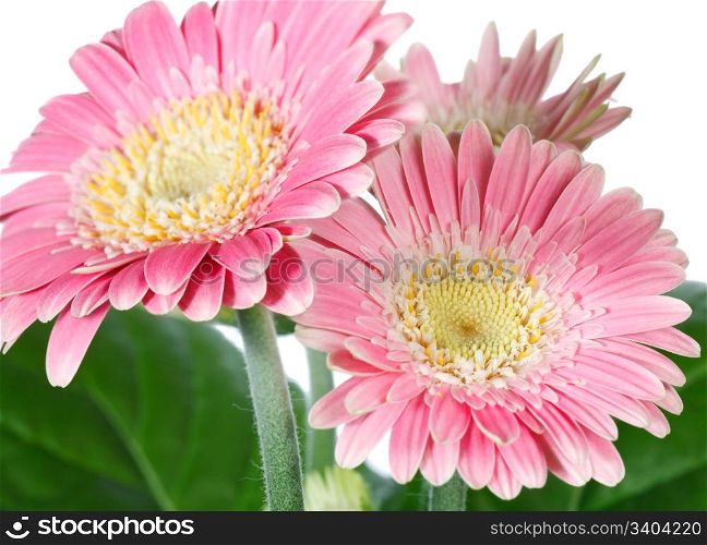 Beautiful pink (magenta) gerbera flowers isolated on white background