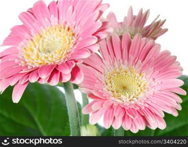 Beautiful pink (magenta) gerbera flowers isolated on white background