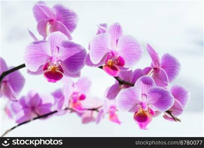 Beautiful pink-magenta orchid flowers cluster on snow background