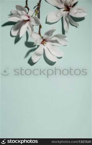 Beautiful pink magnolia flowers on blue background. Top view. flat lay.