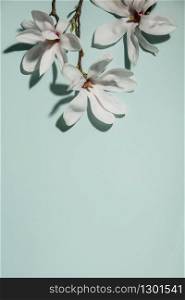 Beautiful pink magnolia flowers on blue background. Top view. flat lay.